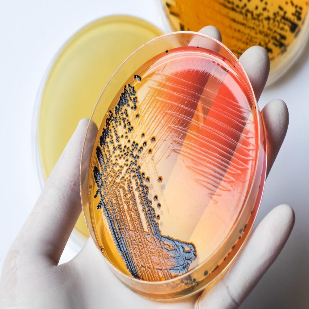 Agar Agar Bacteriological Standard Grade