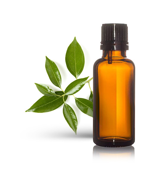 Camphor Essential Oil