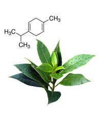 Gamma Terpinene Natural