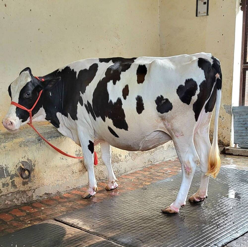 Black and White HF Cow