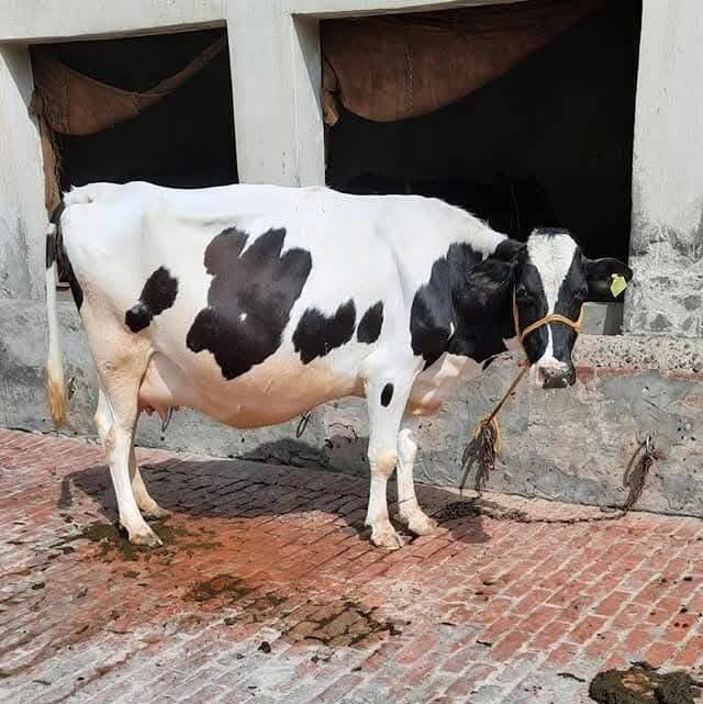 Black and White HF Cow