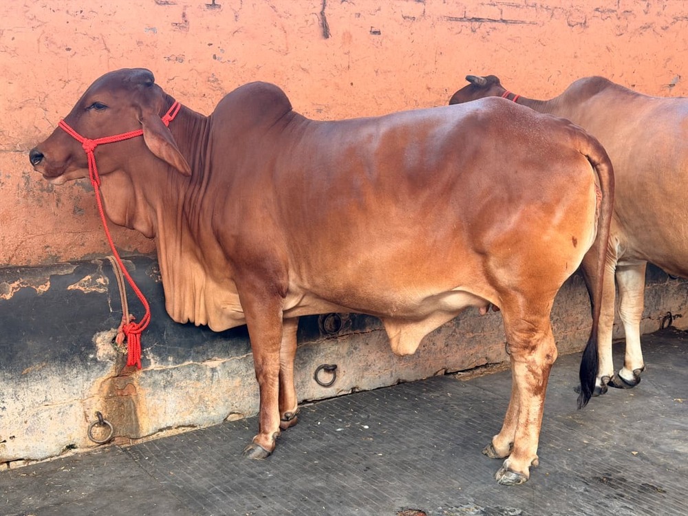 Sahiwal Cattle Cow