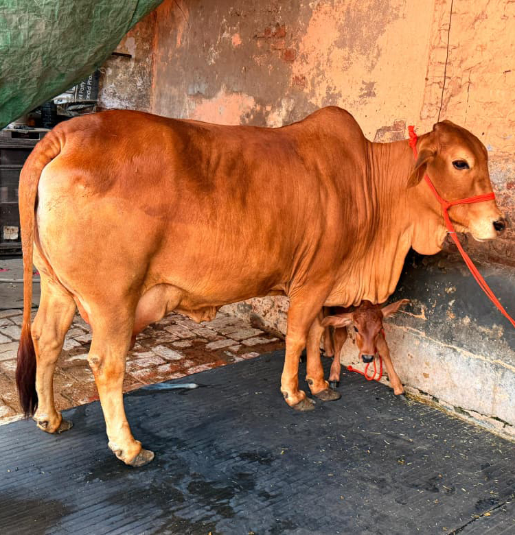 Sahiwal Cattle Cow