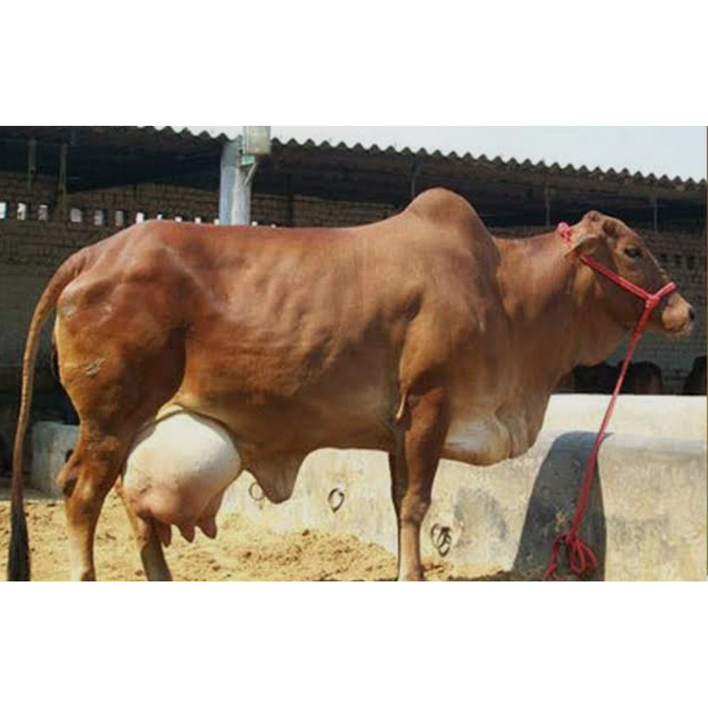 Sahiwal Cow