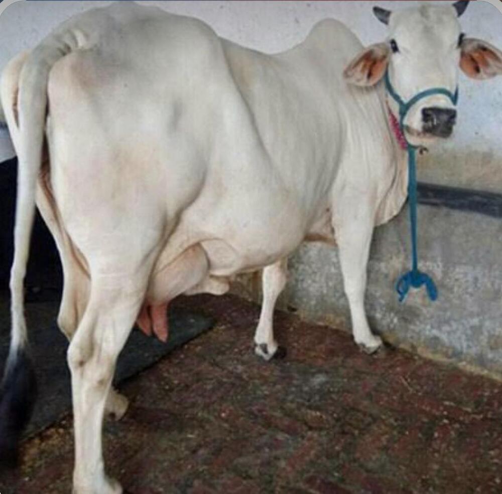 Tharparker Cow