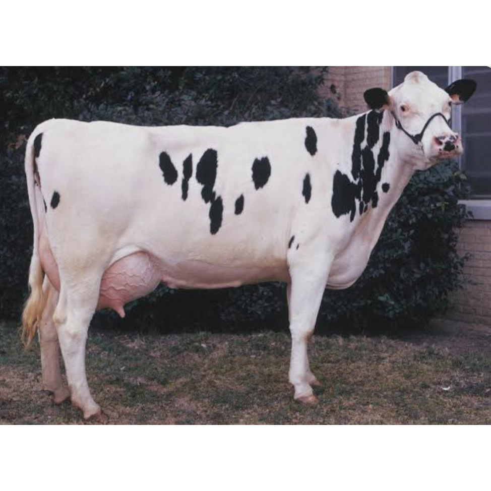 White And Black Jersey Cow