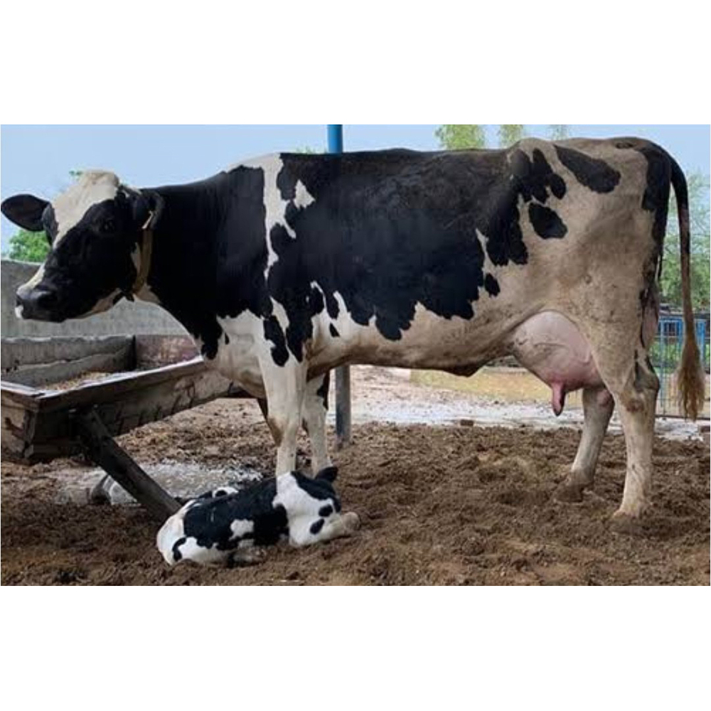 Indian Hf Cow