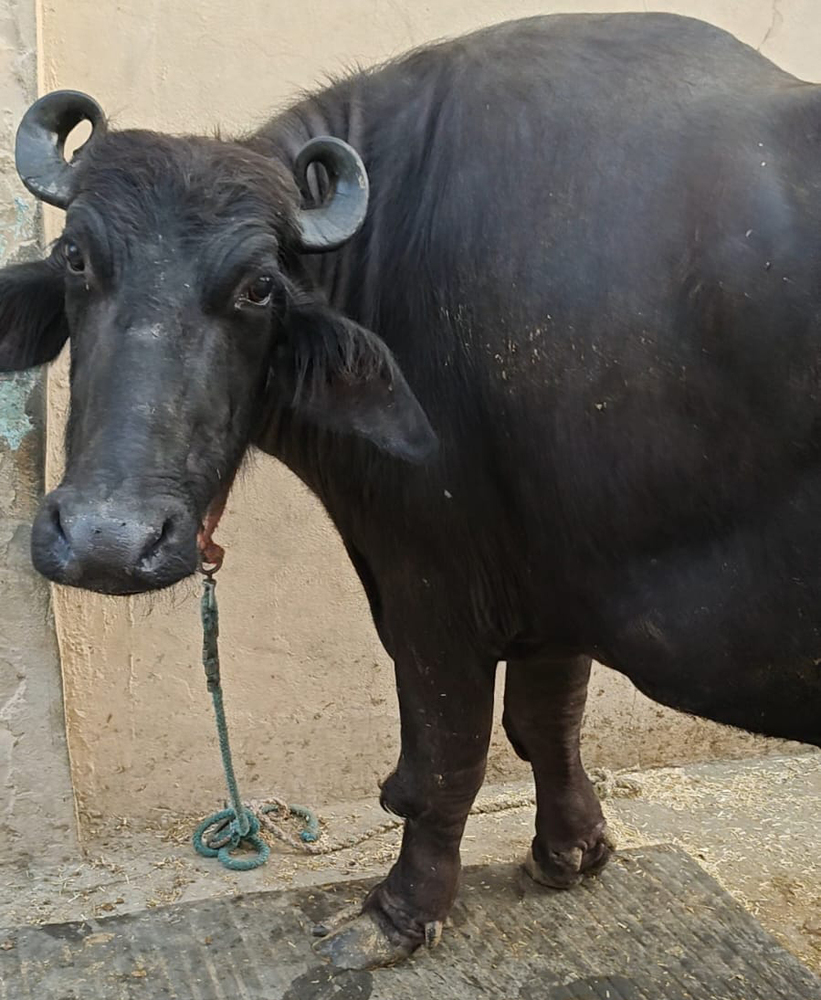 Premium Black Murrah Buffalo