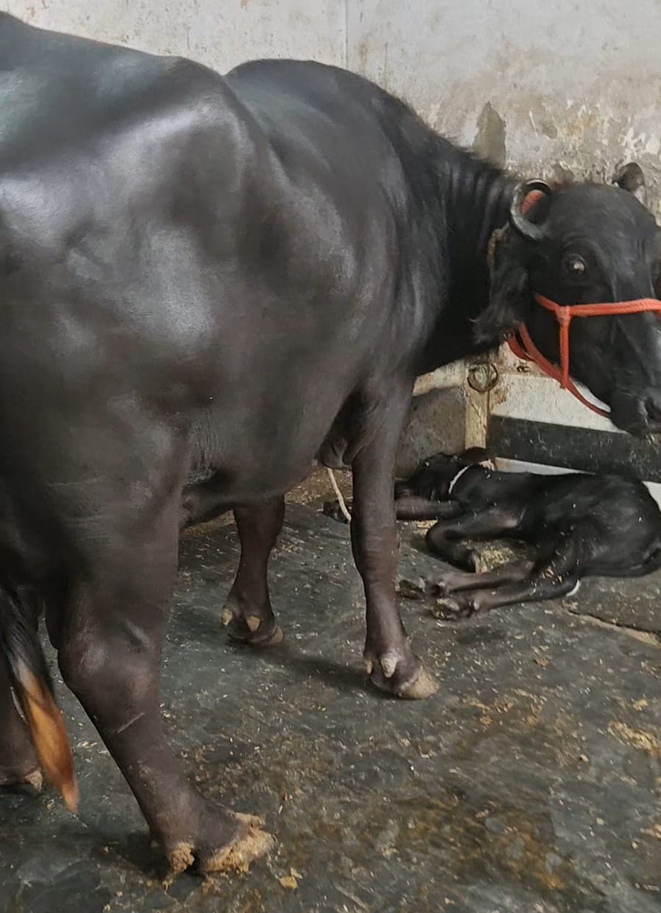 Premium Black Murrah Buffalo
