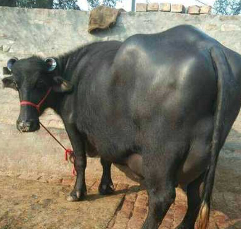 Premium Black Murrah Buffalo