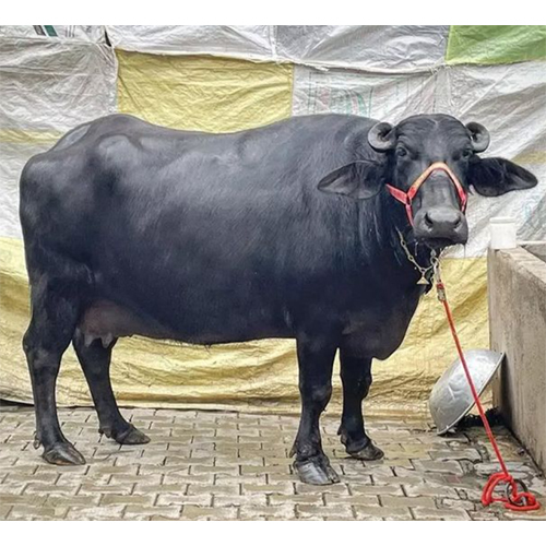 Indian Murrah Buffalo