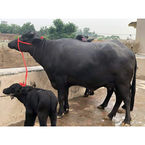 Haryana Black Murrah Buffalo