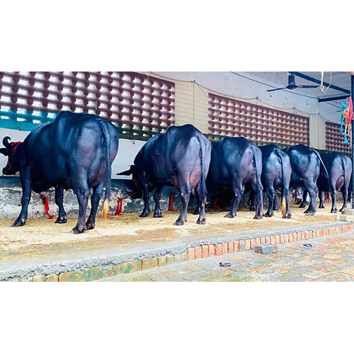 Dairy Murrah Buffalo