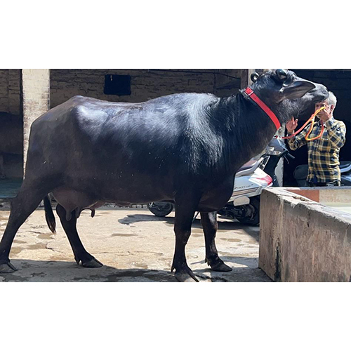 Pure Murrah Black Buffalo