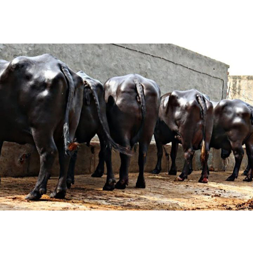 Livestock Buffalo