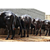 Livestock Buffalo