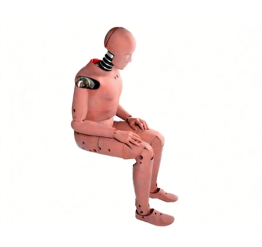 Crash Test Dummy (Chinese Anthropometric Data)