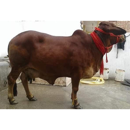 Sahiwal Cow
