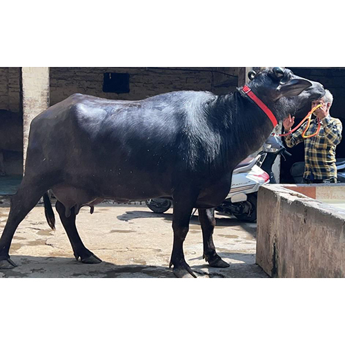 Murrah Buffalos - Black, 2 To 15 Years, 2200-2500l Milk Yield | Docile Temperament, Adaptable, Barrel-shaped