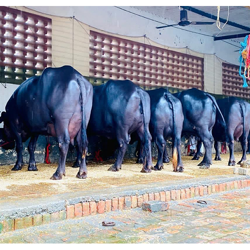 Murrah Buffalos - Black, 2 To 15 Years, 2200-2500l Milk Yield | Docile Temperament, Adaptable, Barrel-shaped