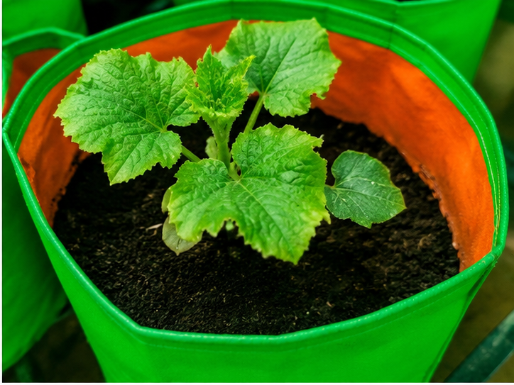 Grow Bag