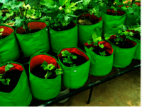 Grow Bag