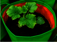 Grow Bag