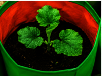 Grow Bag