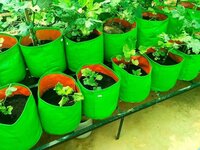 Grow Bag