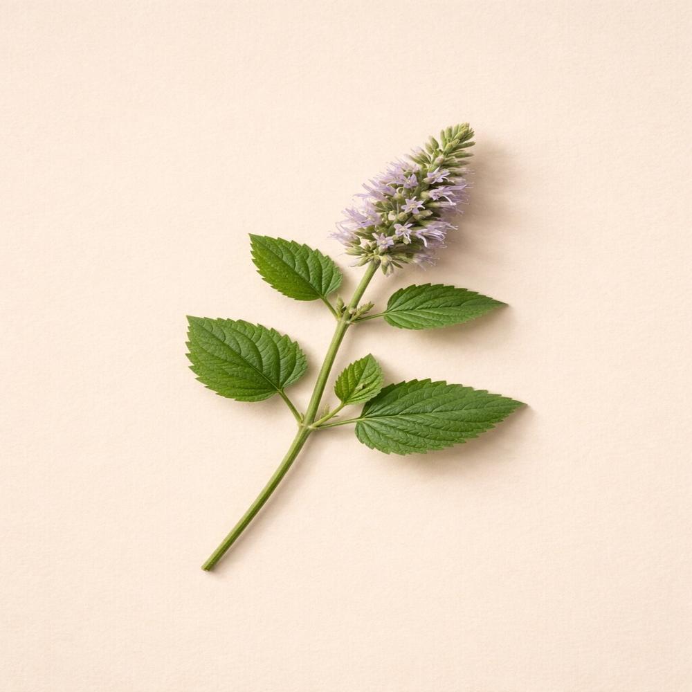 Patchouli Sumatra
