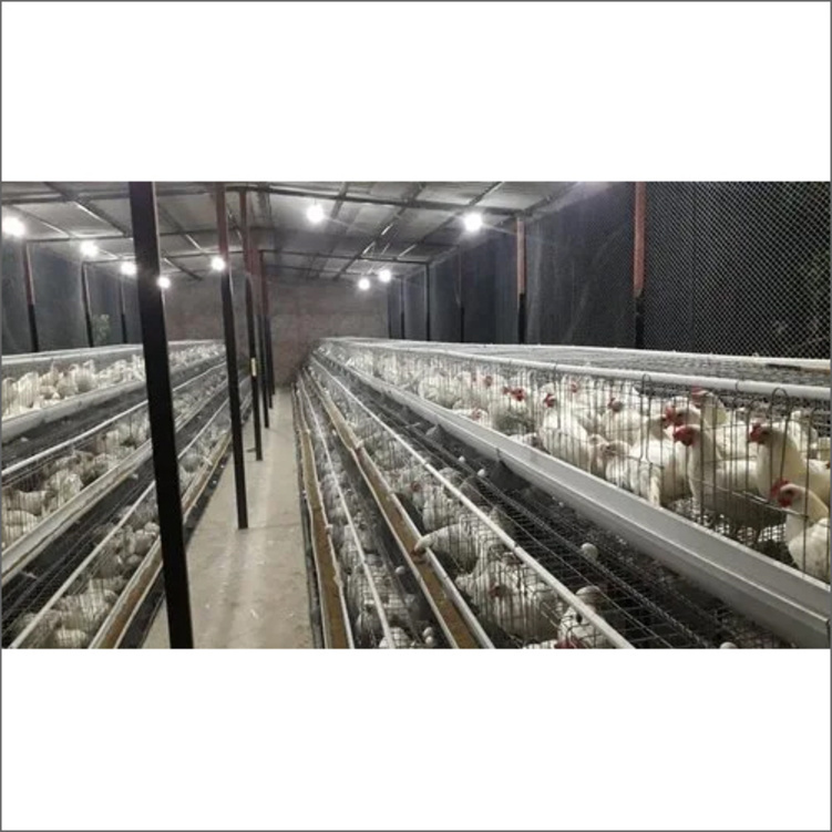 Gi Egg Laying Cages - Steel, Gray | Manual Operation, Durable Cage Design For Optimal Egg Production