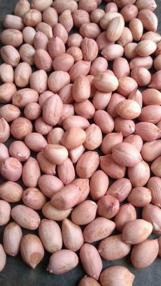 Peanut Nuts - Color: Brown