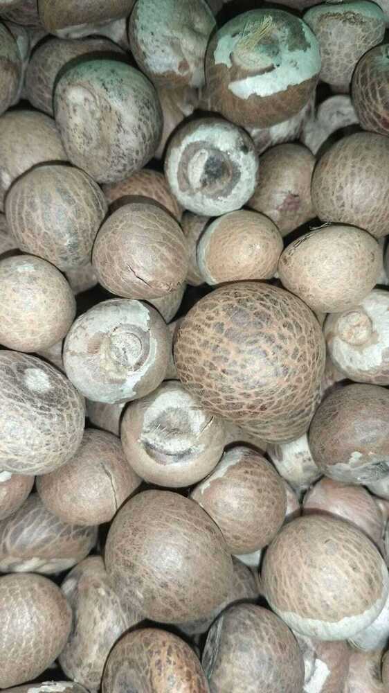 Betul Nuts - Color: Brown