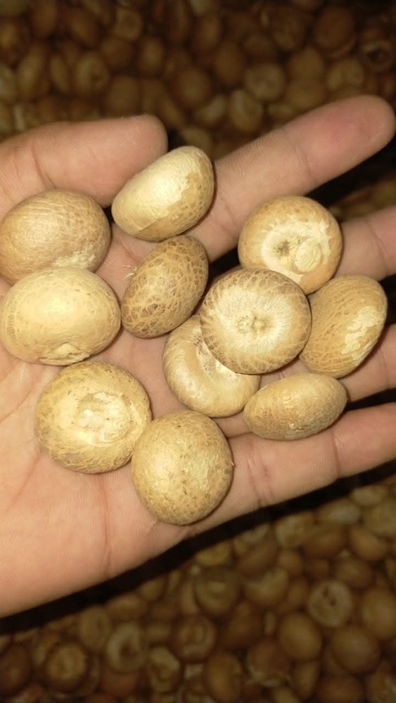 Betul Nuts - Color: Brown