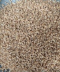 Organic Fresh Wheat