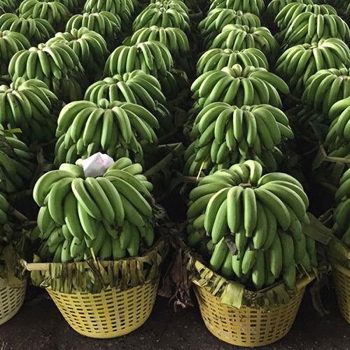 Thai Fruits