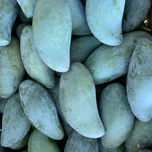 Green Sweet Mango