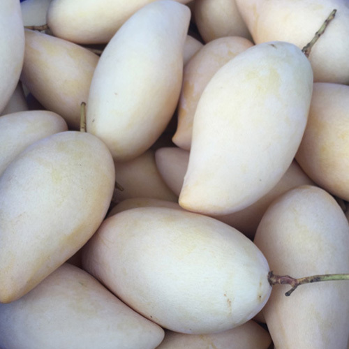 Nam Dok Mai Mango