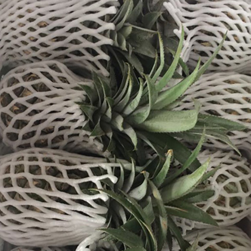 Fresh Pineapple