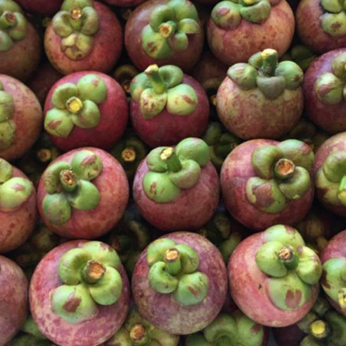 Fresh Mangosteen