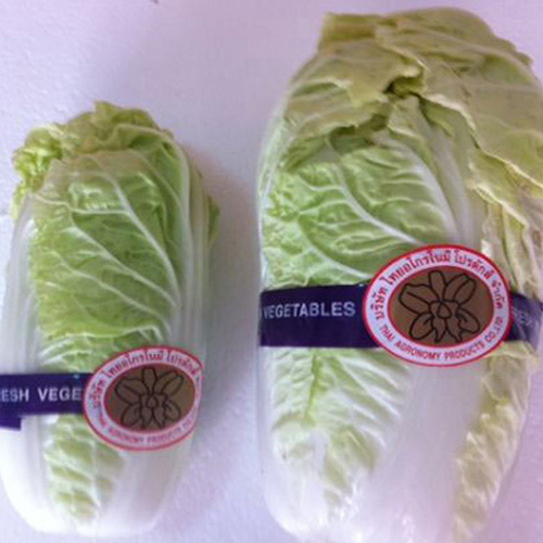 Chinese Cabbage
