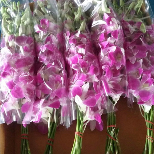 Dendrobium Orchids Flowers