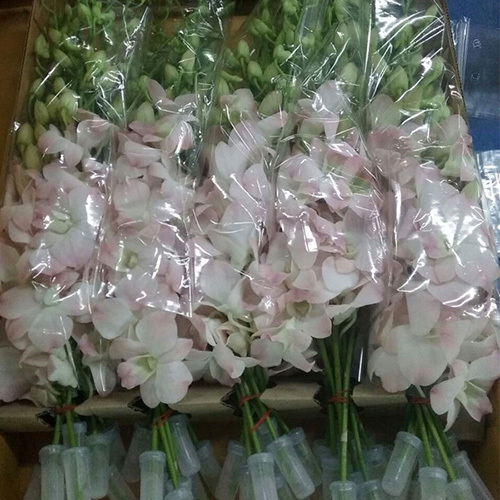 Dendrobium Orchids Flowers