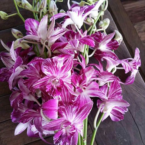 Dendrobium Butterfly