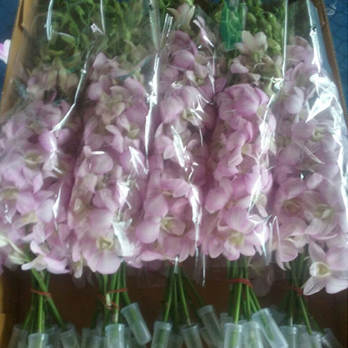 Dendrobium Orchids Flowers
