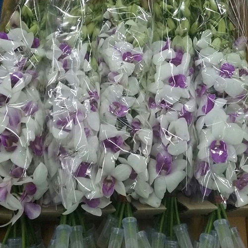 Dendrobium Orchids Flowers