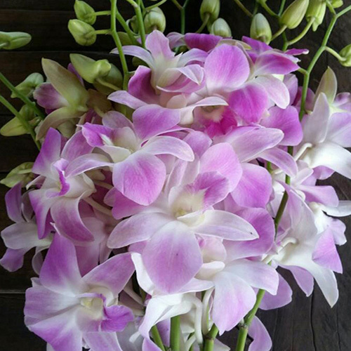 Dendrobium Light Pink