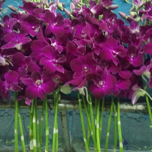 Dendrobium Miss Singapore