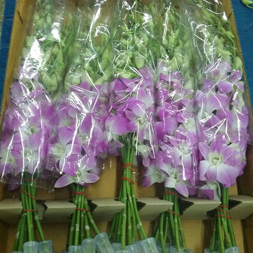 Dendrobium Misteen