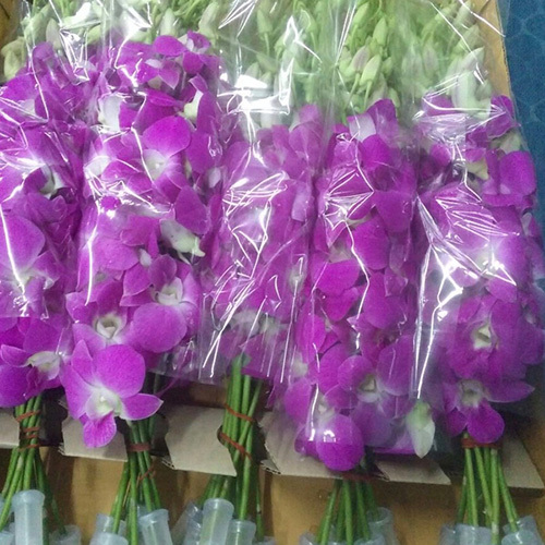 Dendrobium Orchids Flowers